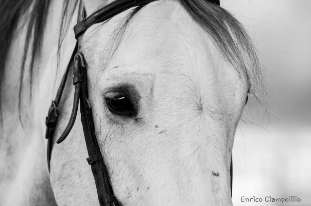 Horse detail 